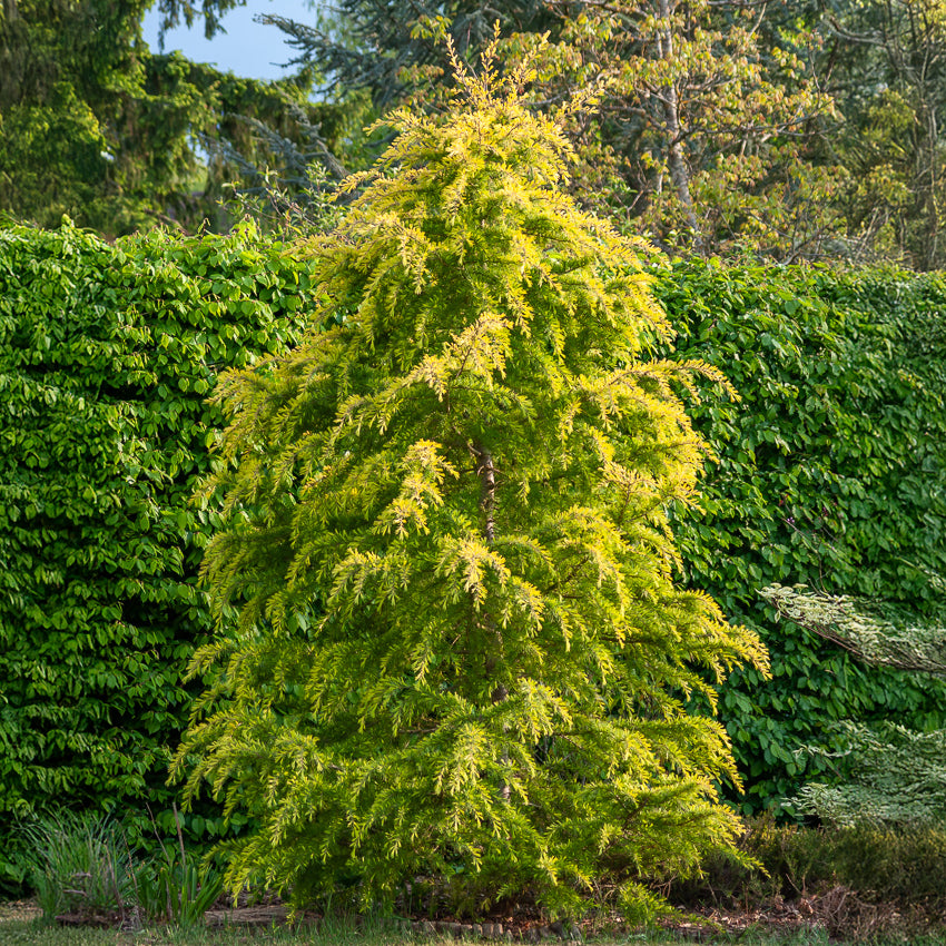 Zwerg-Himalaya-Zeder 'Golden Horizon' - Cedrus deodara Golden Horizon