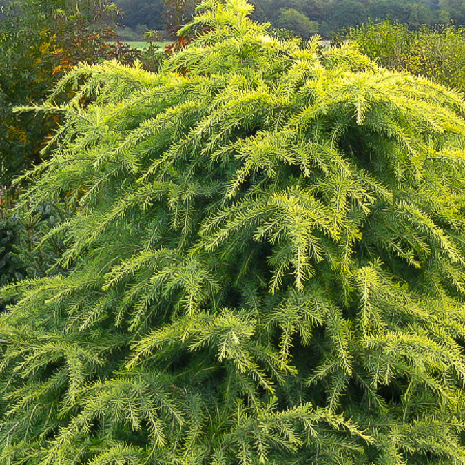 Zwerg-Himalaya-Zeder 'Golden Horizon' - Cedrus deodara Golden Horizon