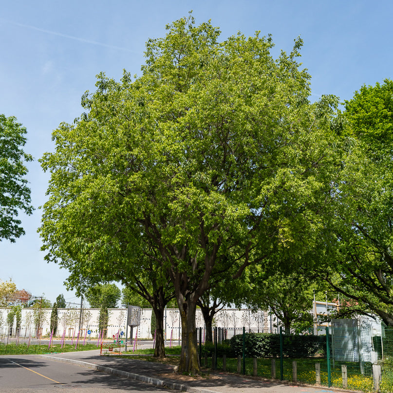 Zürgelbaum - Celtis australis