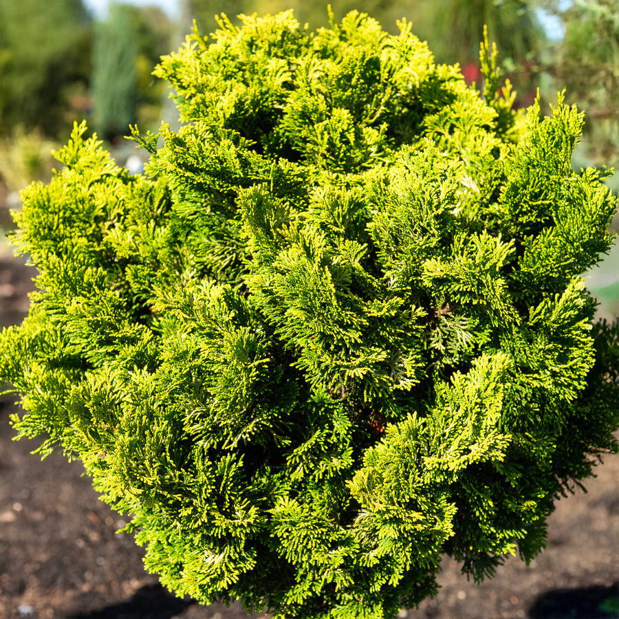 Scheinzypresse Hinoki Aurora - Chamaecyparis obtusa Aurora