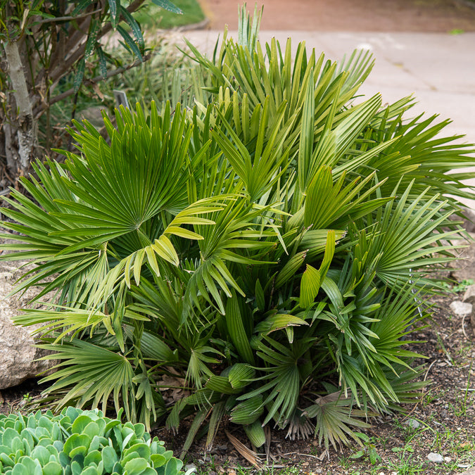 Palmen - Zwergpalme Vulcano - Chamaerops humilis Vulcano