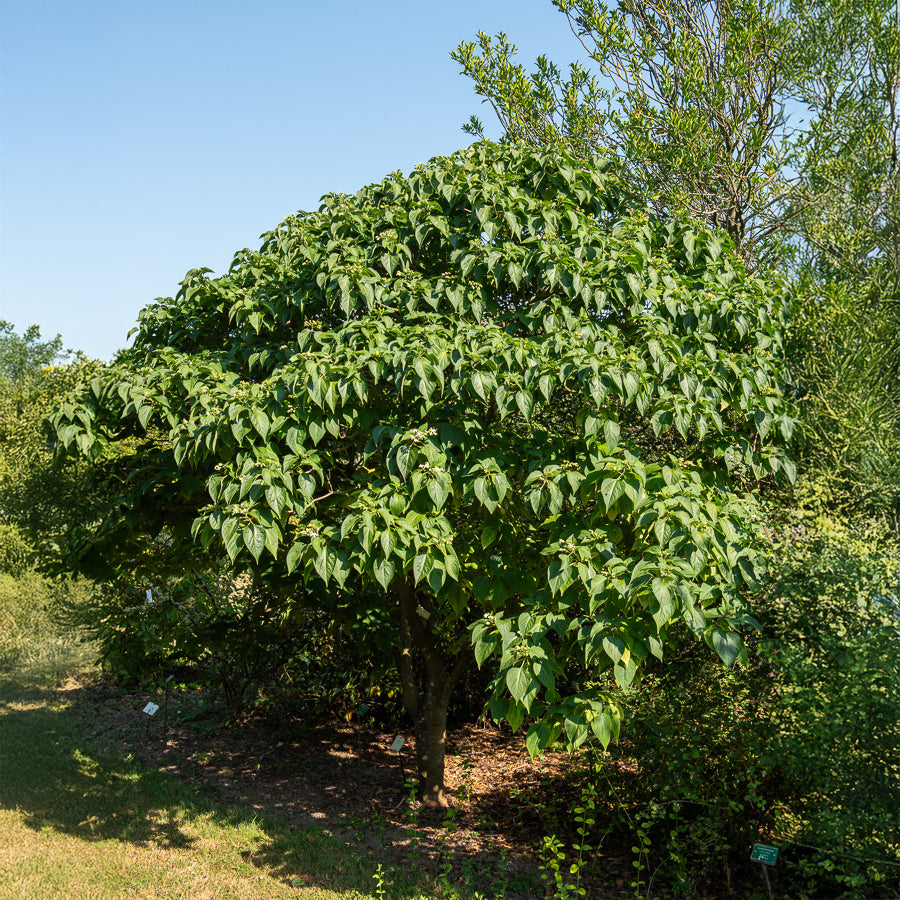Losbaum (Clerodendrum) - Clerodendrum trichotomum