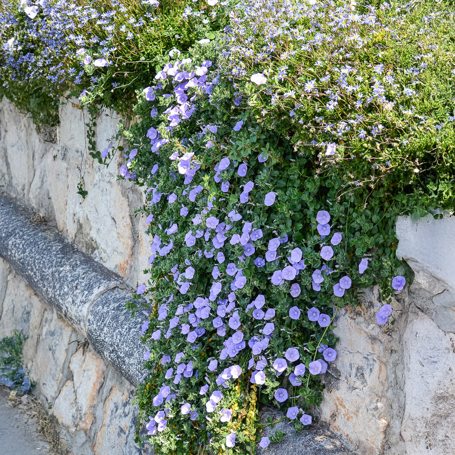 Mauritanische Winde - Convolvulus mauritanicus | Bakker.com