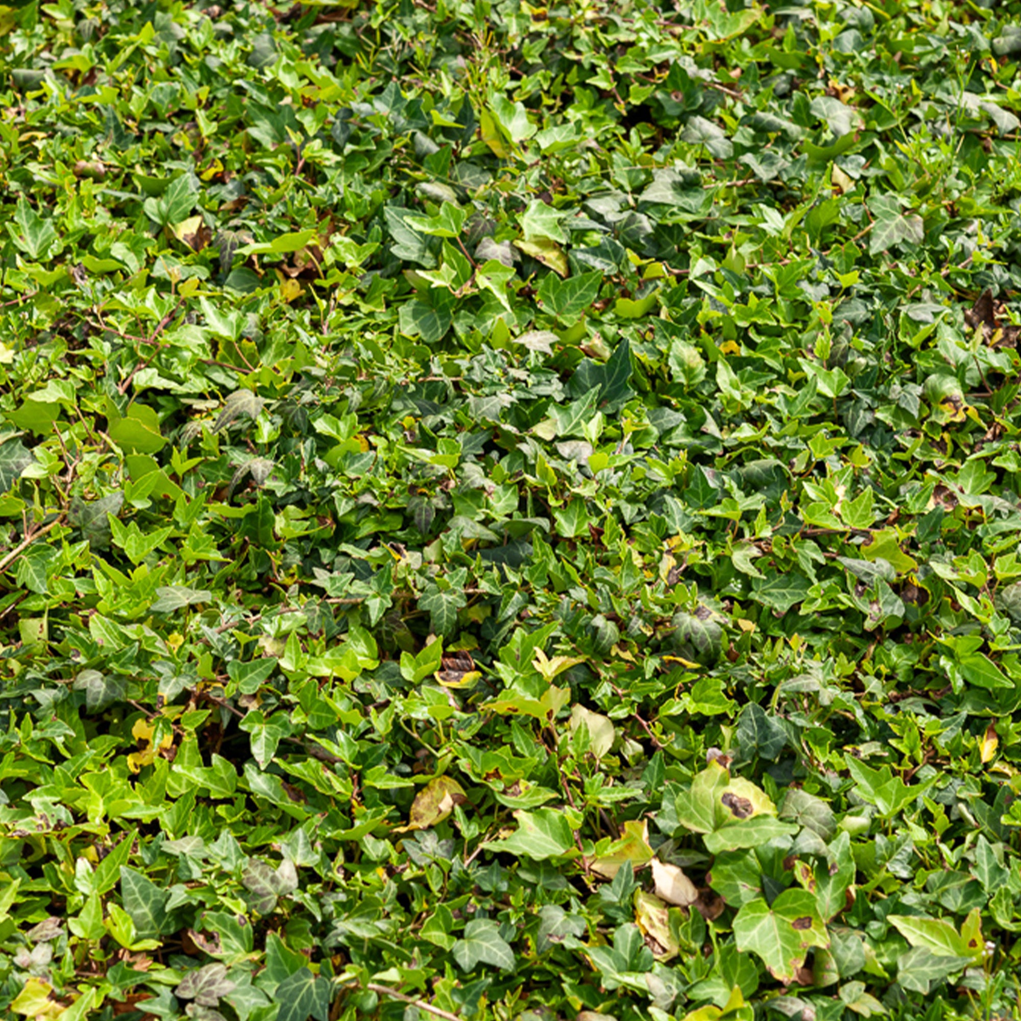 Efeu Shamrock - Hedera helix Shamrock