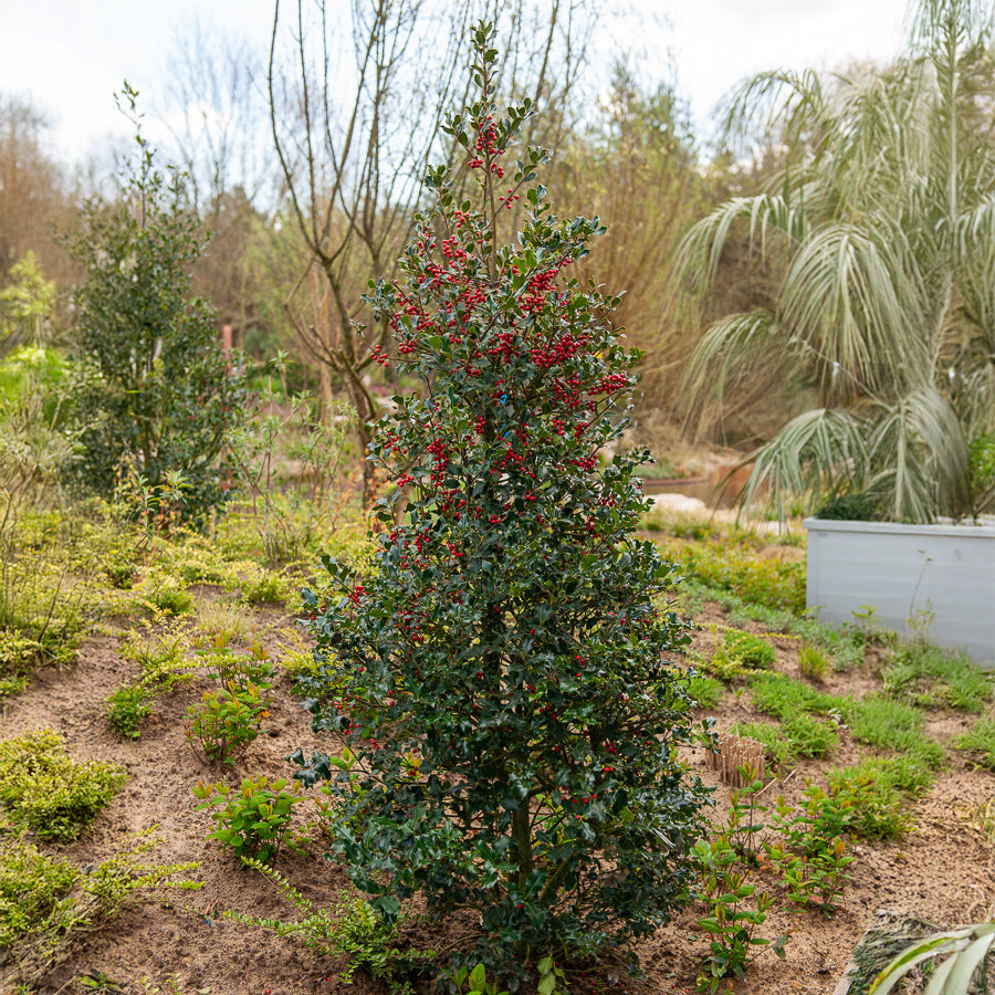 Stechpalme Alaska - Ilex aquifolium Alaska