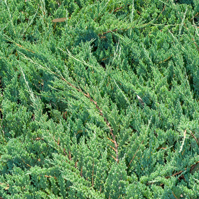 Kriech-Wacholder Blue Chip - Juniperus horizontalis Blue Chip