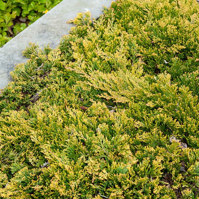 Kriech-Wacholder Golden Carpet - Juniperus horizontalis Golden Carpet