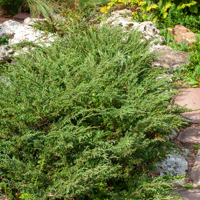 Kriech-Wacholder Wiltonii - Juniperus horizontalis Wiltonii