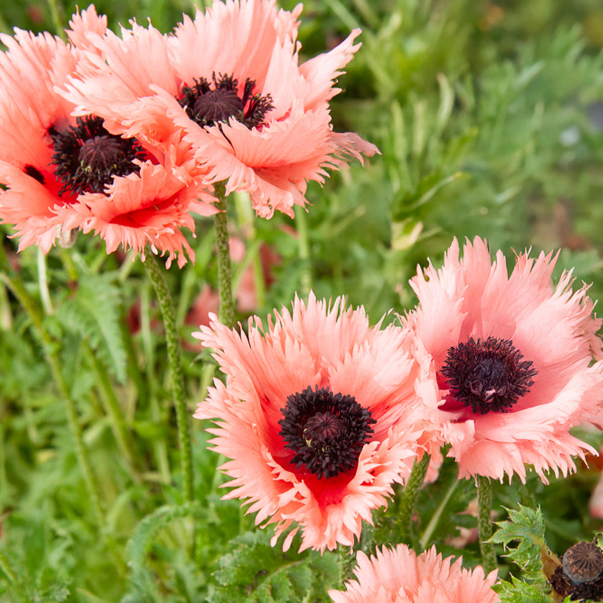 Orientalischer Mohn Forncett Summer - Papaver orientale Forncett Summer - Bakker