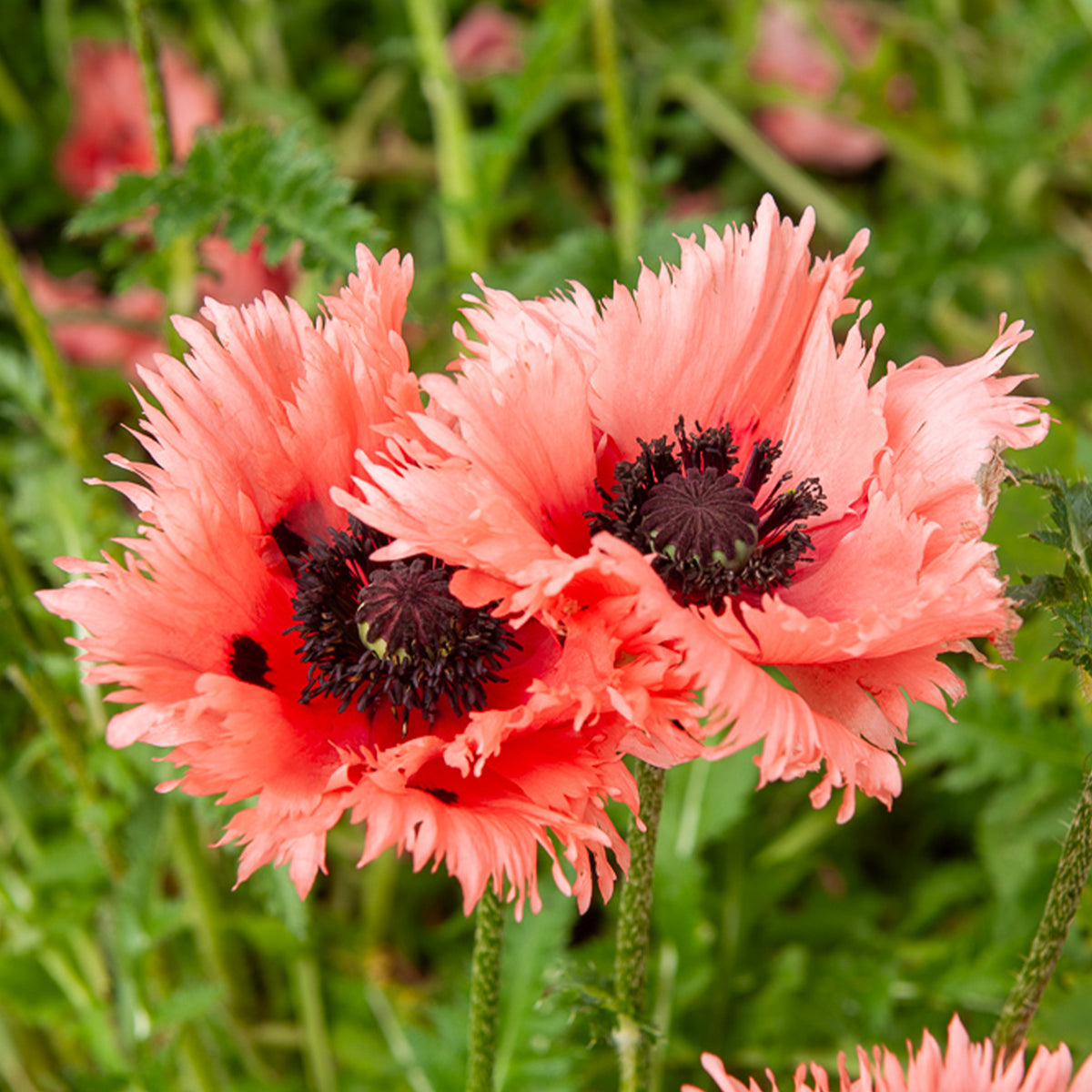 Orientalischer Mohn Forncett Summer - Bakker