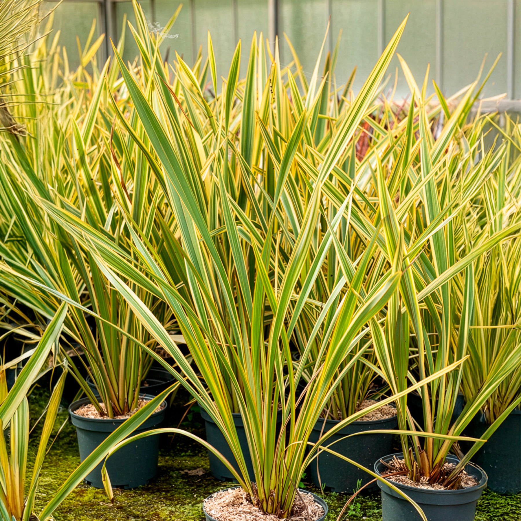 neuseeländische zimmerpflanze Neuseeländischer Flachs Golden Ray - Phormium tenax Golden Ray