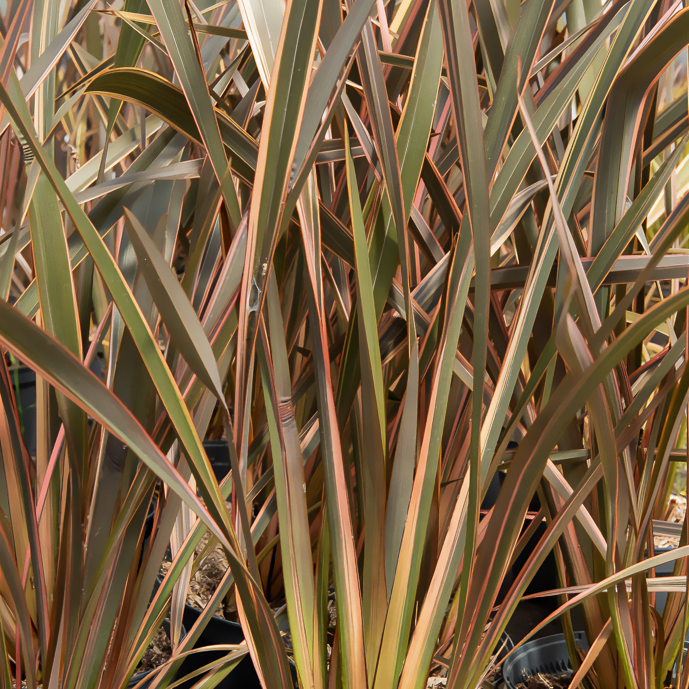 Neuseeländischer Flachs Rainbow Queen - Phormium tenax Rainbow Queen