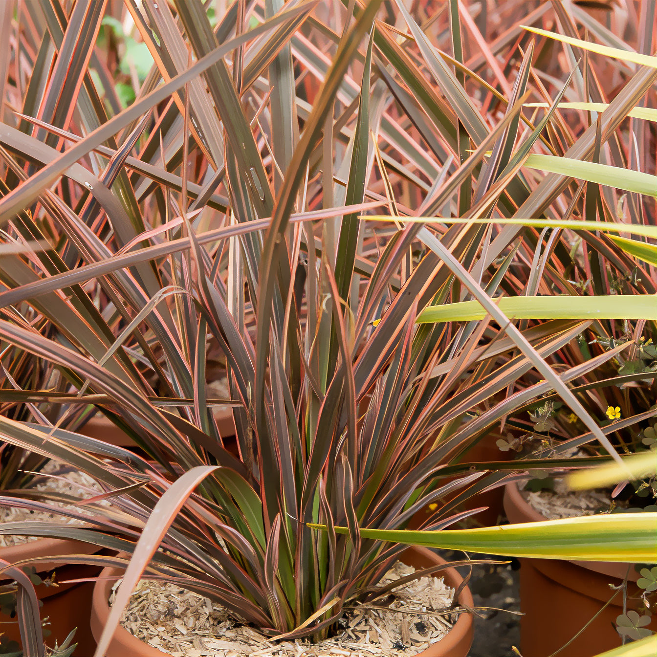 Neuseeländischer Flachs Rainbow Queen - Phormium tenax Rainbow Queen