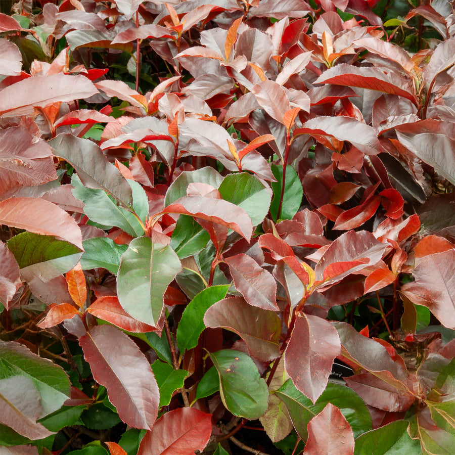 Glanzmispel 'Camilvy' - Photinia x fraseri Camilvy