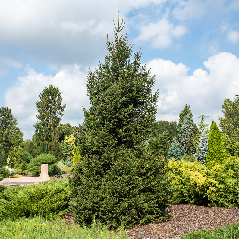 Gewöhnliche Fichte - Picea abies