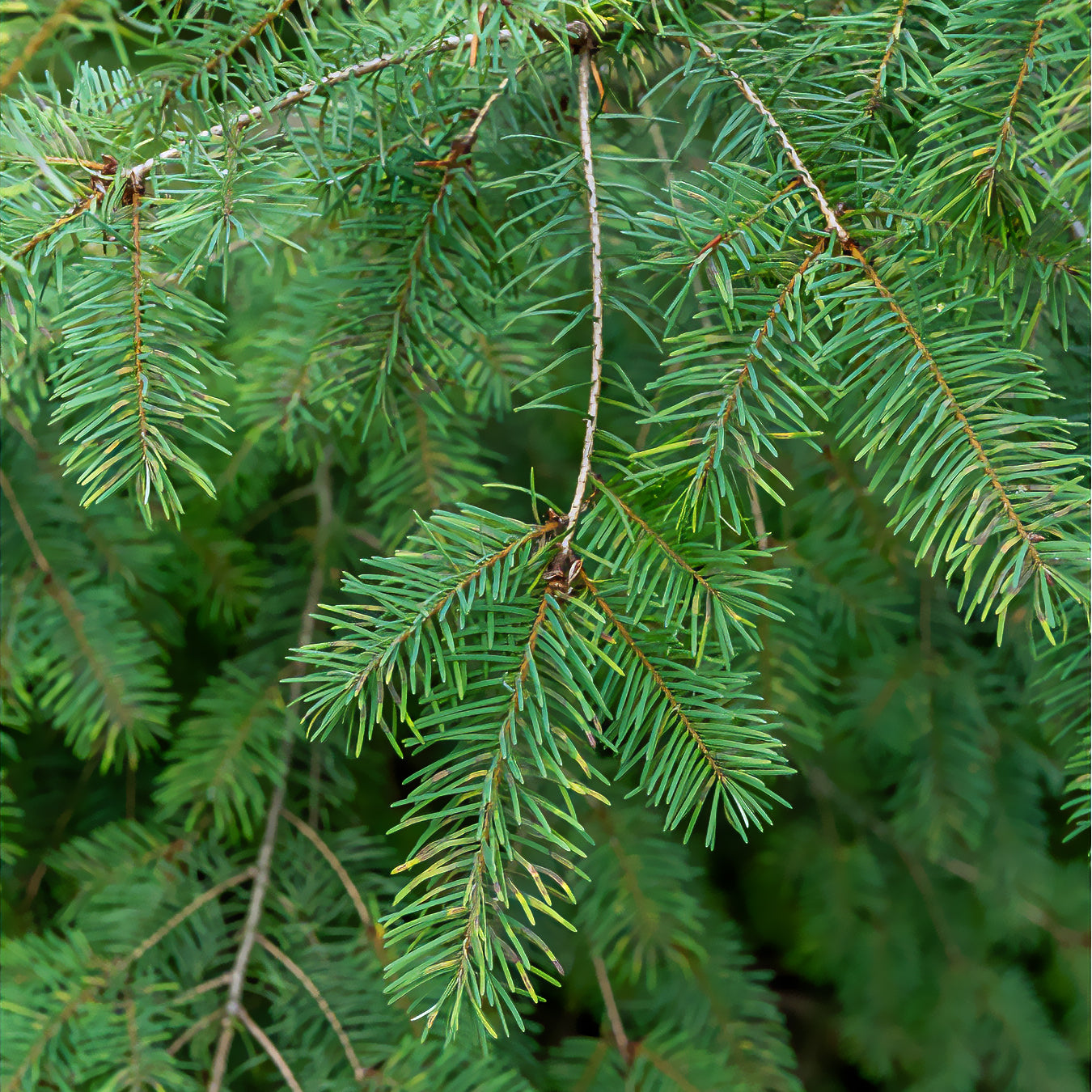 douglasien düngen Douglasie - Pseudotsuga menziesii