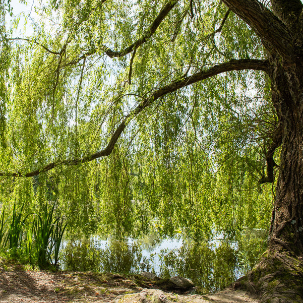 Trauerweide - Salix babylonica