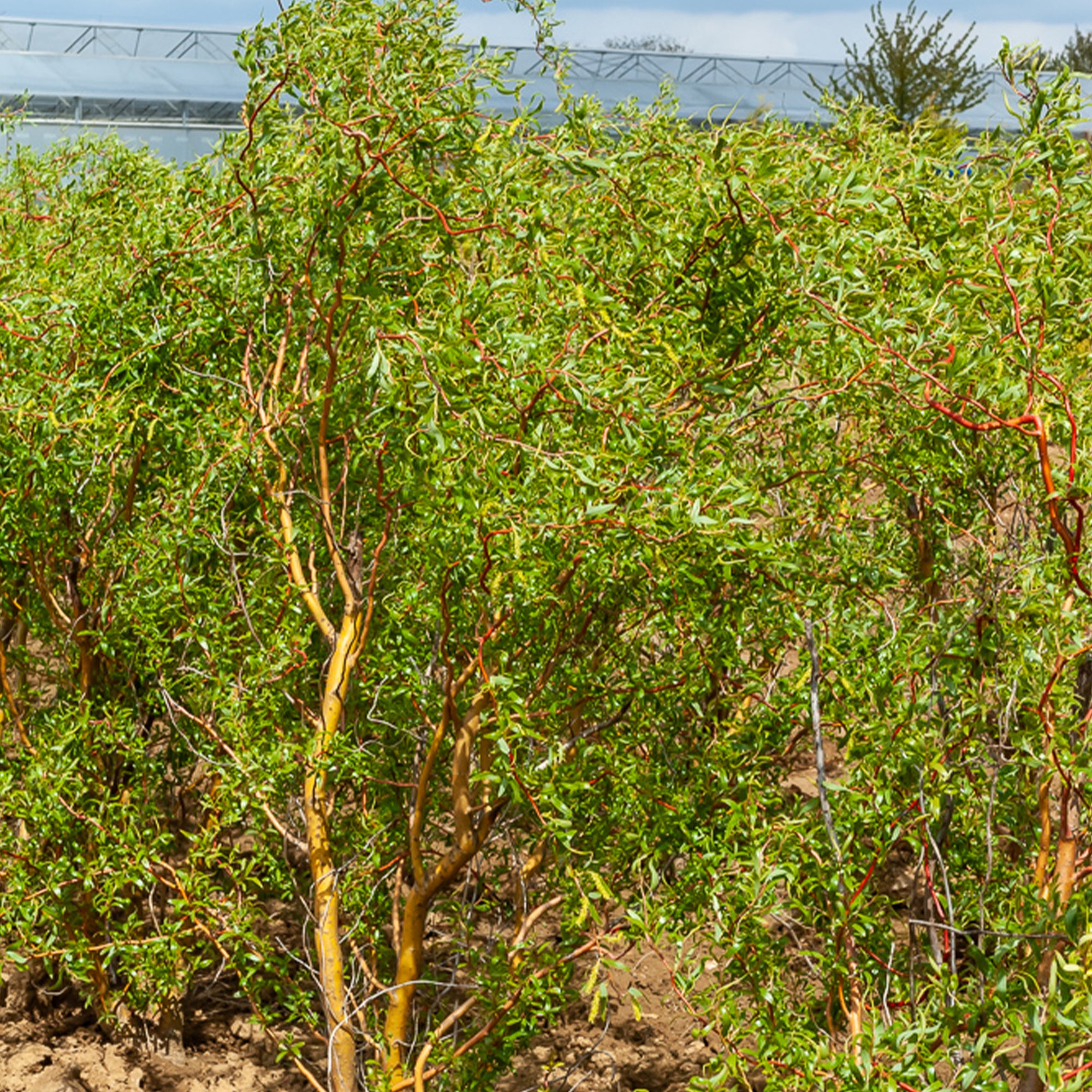 Korkenzieher-Weide - Salix erythroflexuosa