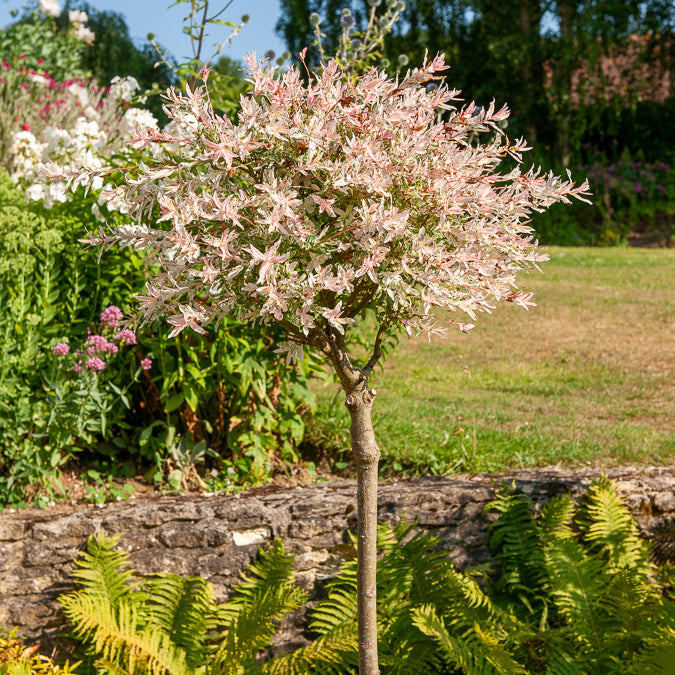 Harlekinweide auf Stamm - Flamingo - Salix integra Flamingo