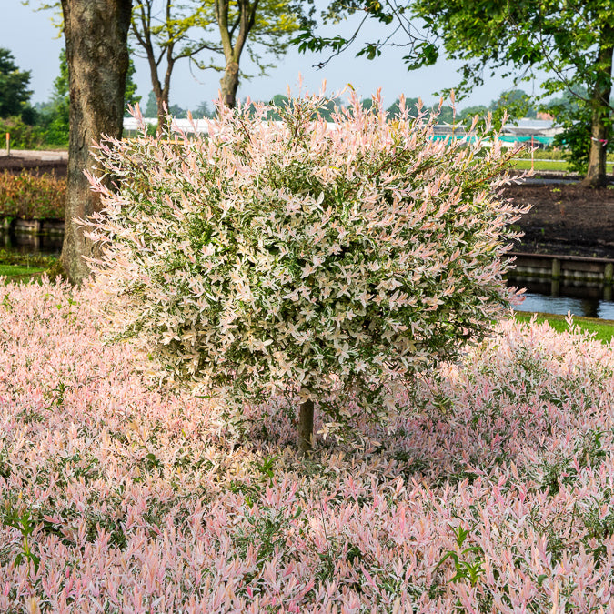 Harlekinweide auf Stamm - Flamingo - Salix integra Flamingo