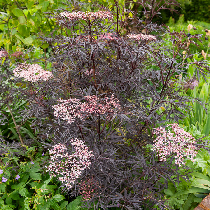 Schwarzer Holunder Black Lace® - Sambucus nigra Black Lace®