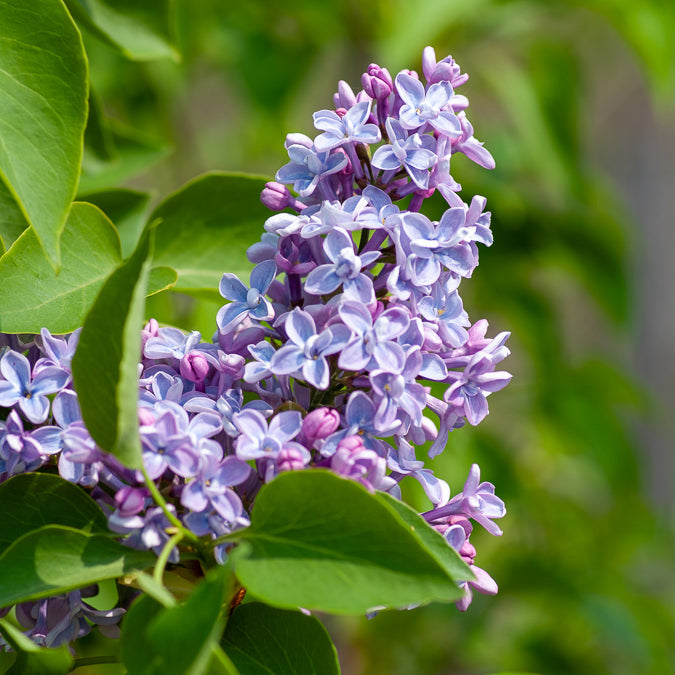 Flieder Président Grévy - Syringa vulgaris Président Grévy