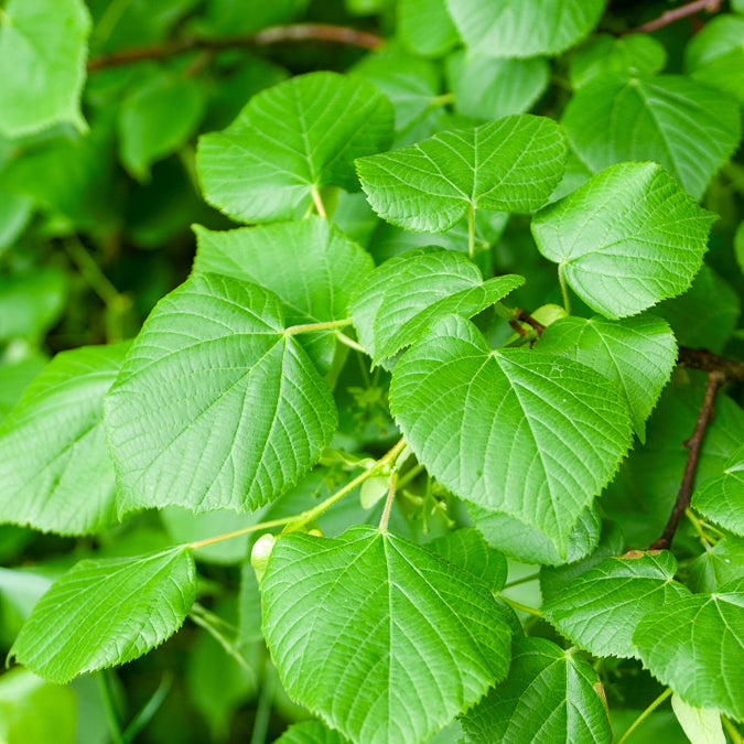 Groblttrige Linde - Tilia platyphyllos | Bakker.com