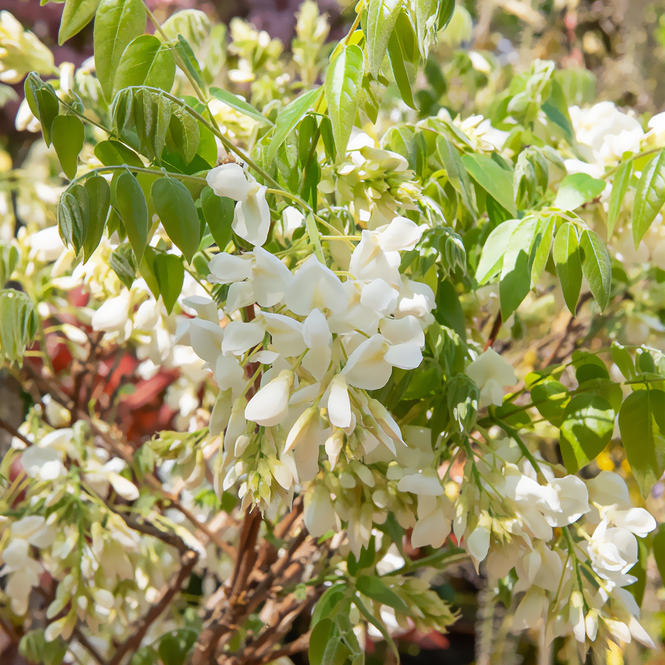 blauregen verliert blätter im winter Weißblühender Seiden-Blauregen - Wisteria brachybotrys Shiro Kapitan