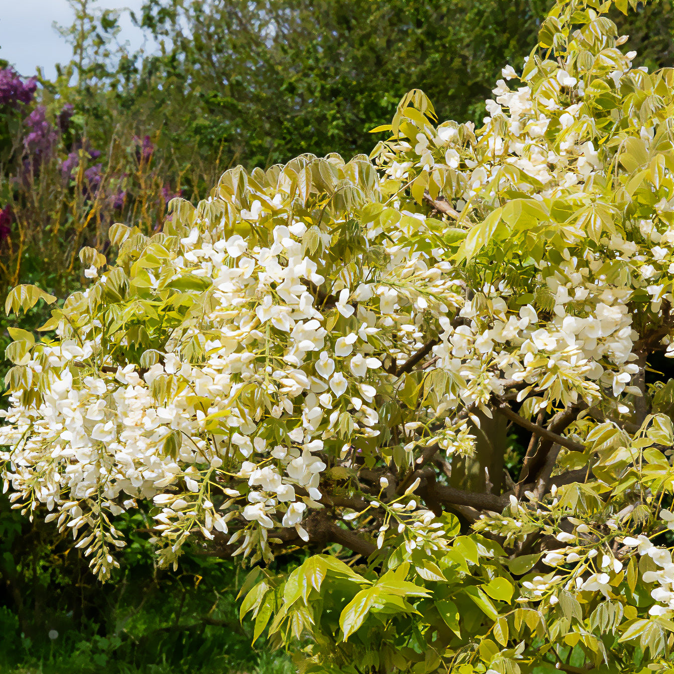 Weißblühender Seiden-Blauregen - Wisteria brachybotrys Shiro Kapitan