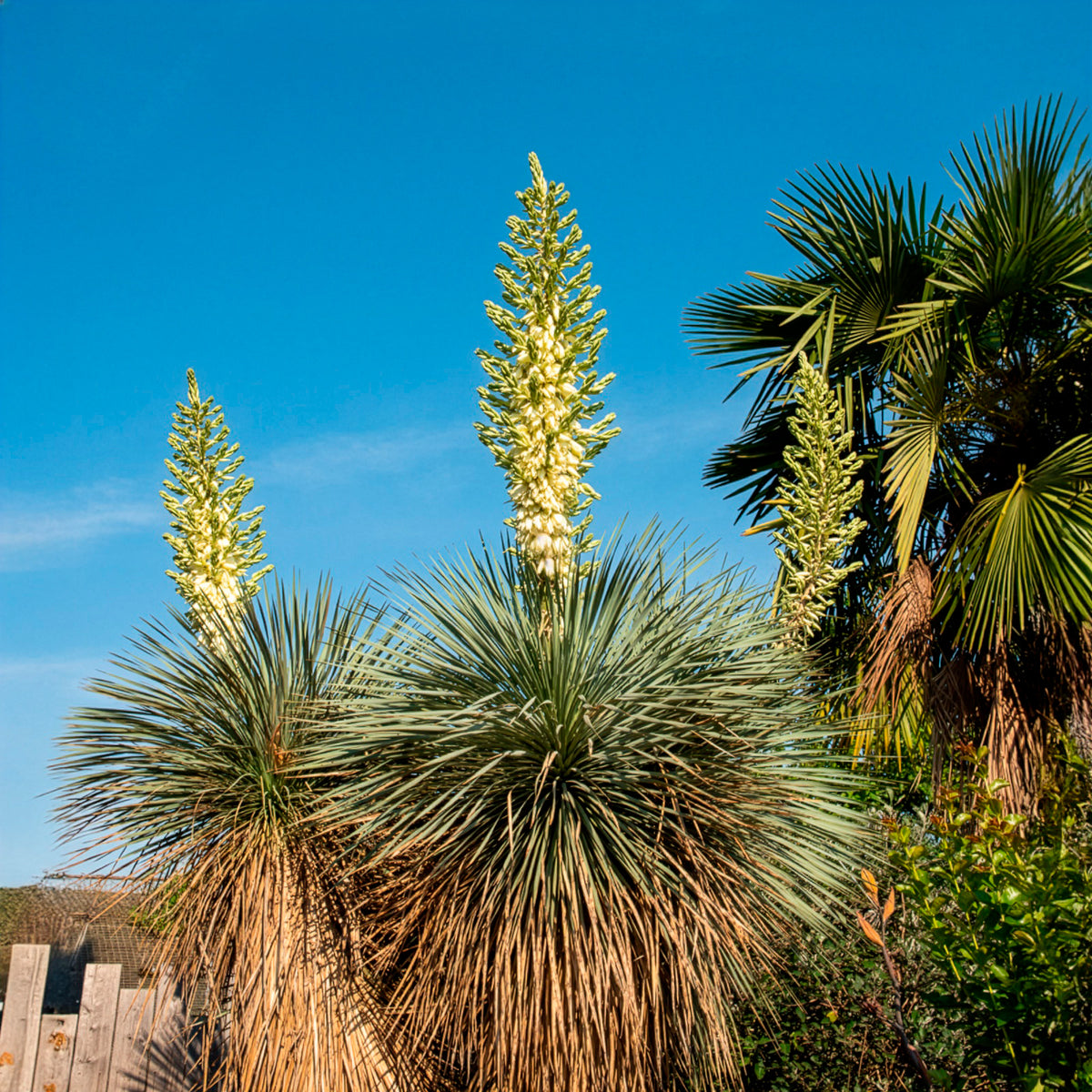 Palmlilie ‘Yucca rostrata’ - Yucca rostrata - Bakker