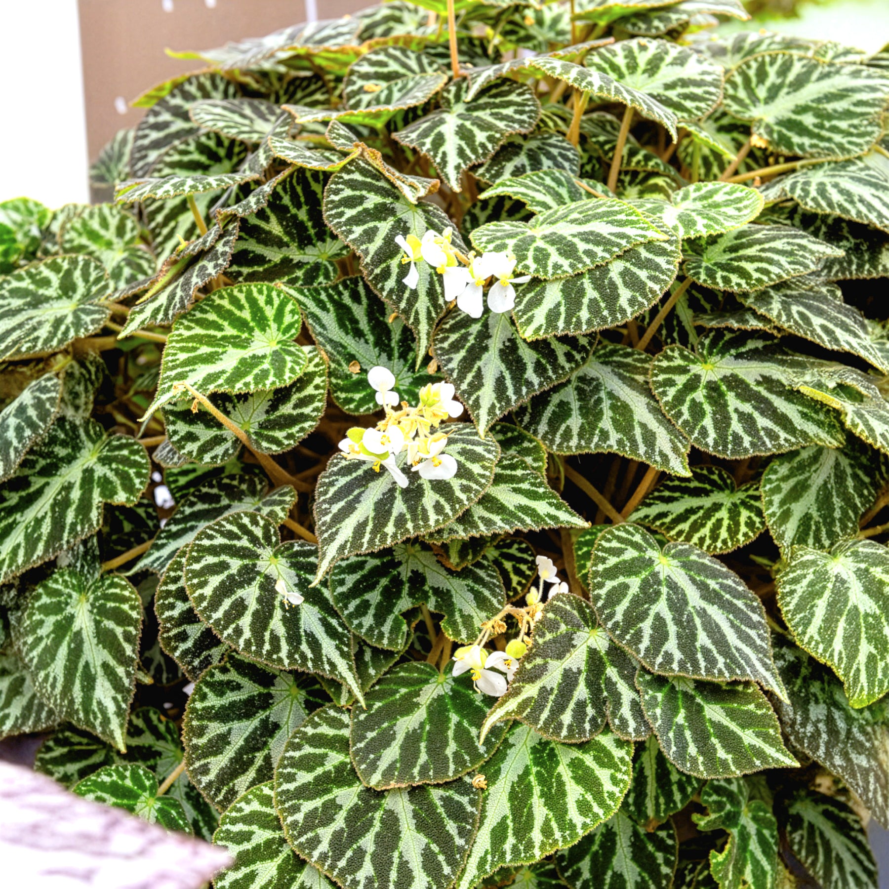 Rex-Begonie 'Silver Jewel' - Begonia rex Silver Jewel