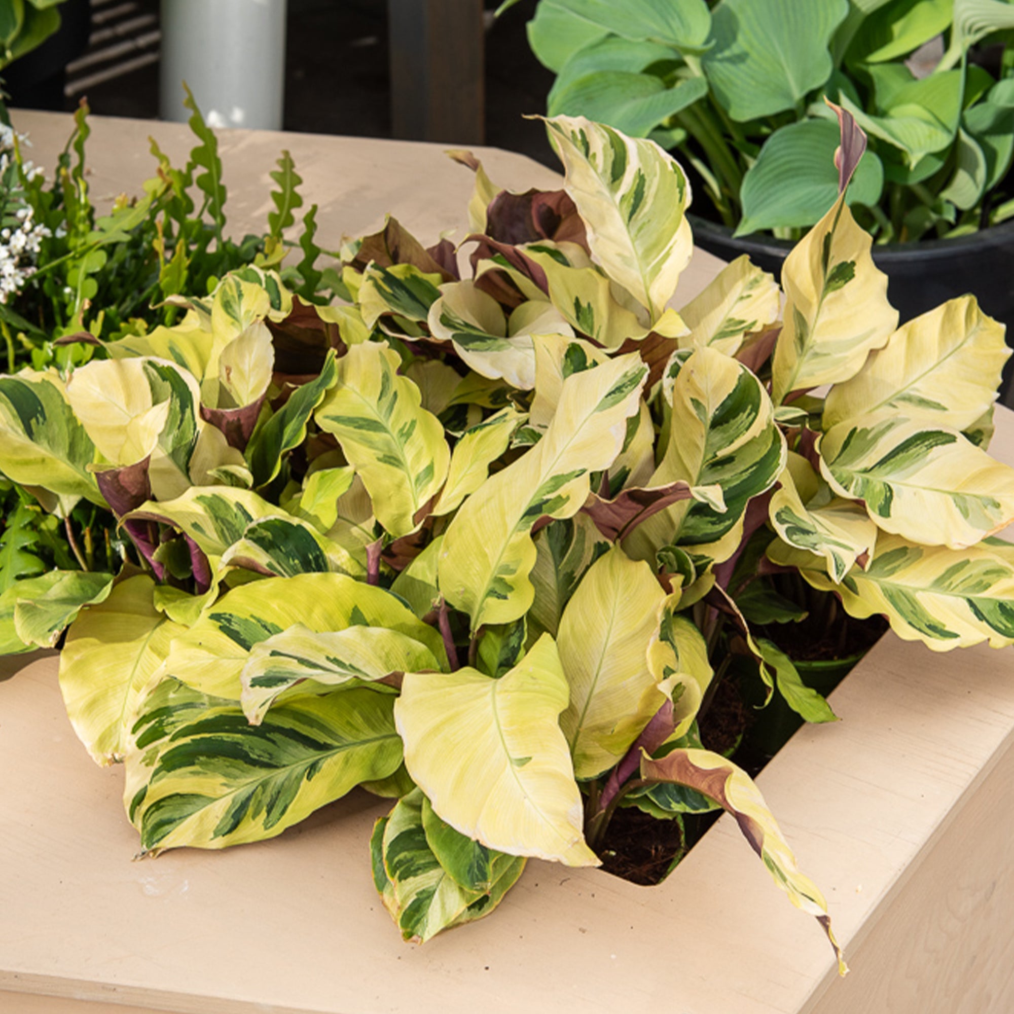 Korbmarante 'Yellow Fusion' - Calathea lietzei Yellow Fusion