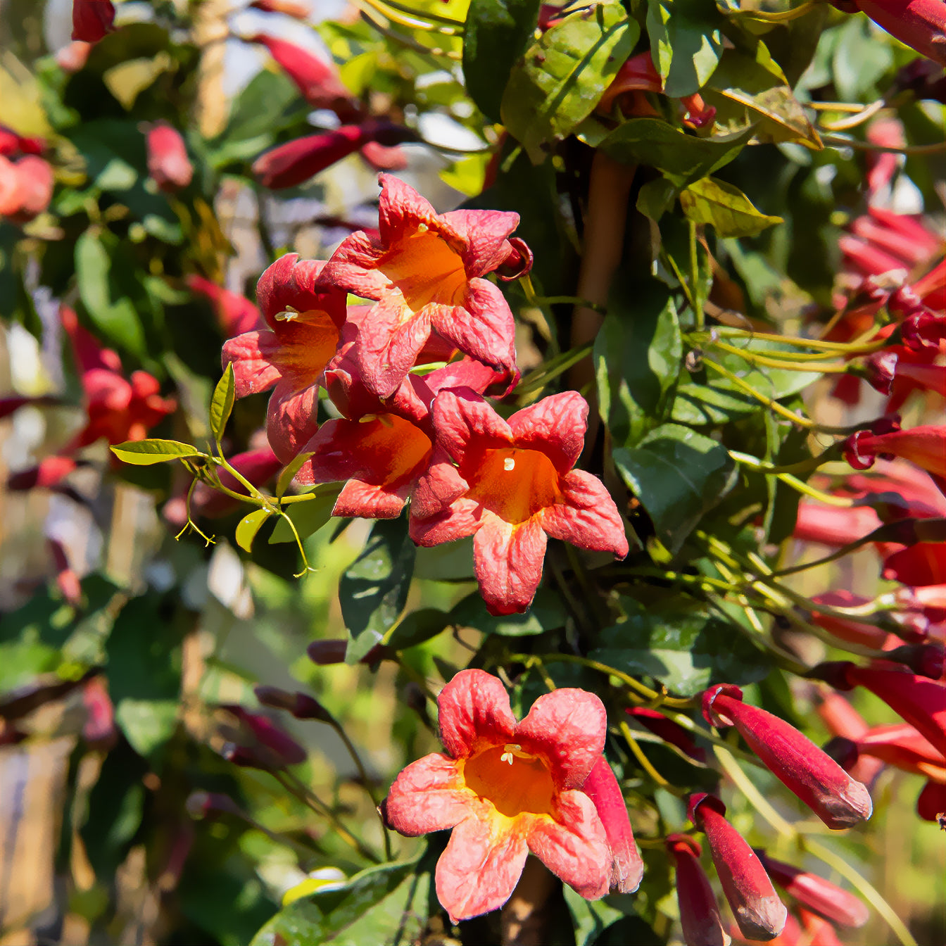 Klettertrompete 'Tangerine Beauty' - Campsis capreolata Tangerine beauty