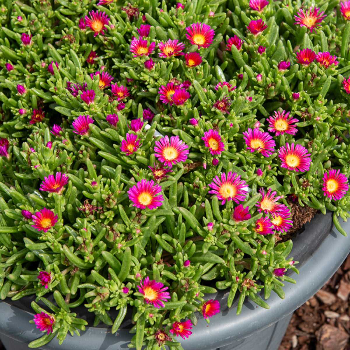 Mittagsblume Hot Pink: pflegeleicht