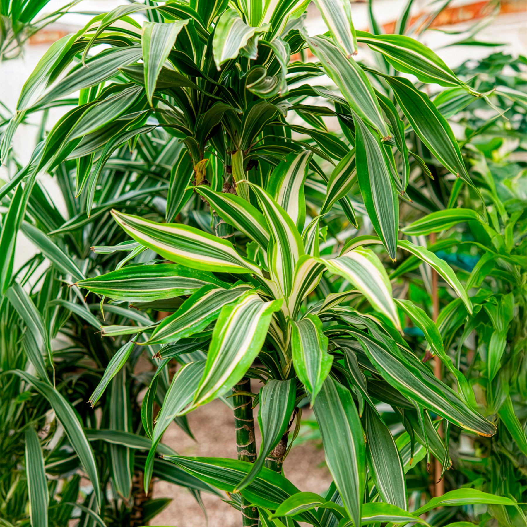 dracaena pflanzen Dracaena Warneckei - Dracaena deremensis Warneckei
