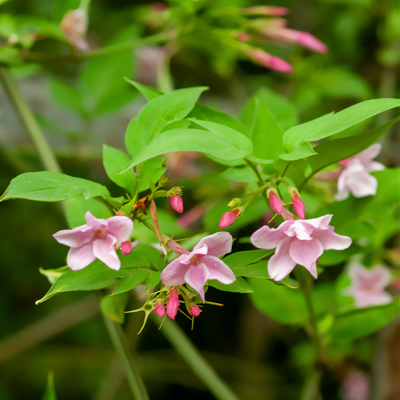 Stephanischer Kletterjasmin - Jasminum stephanense