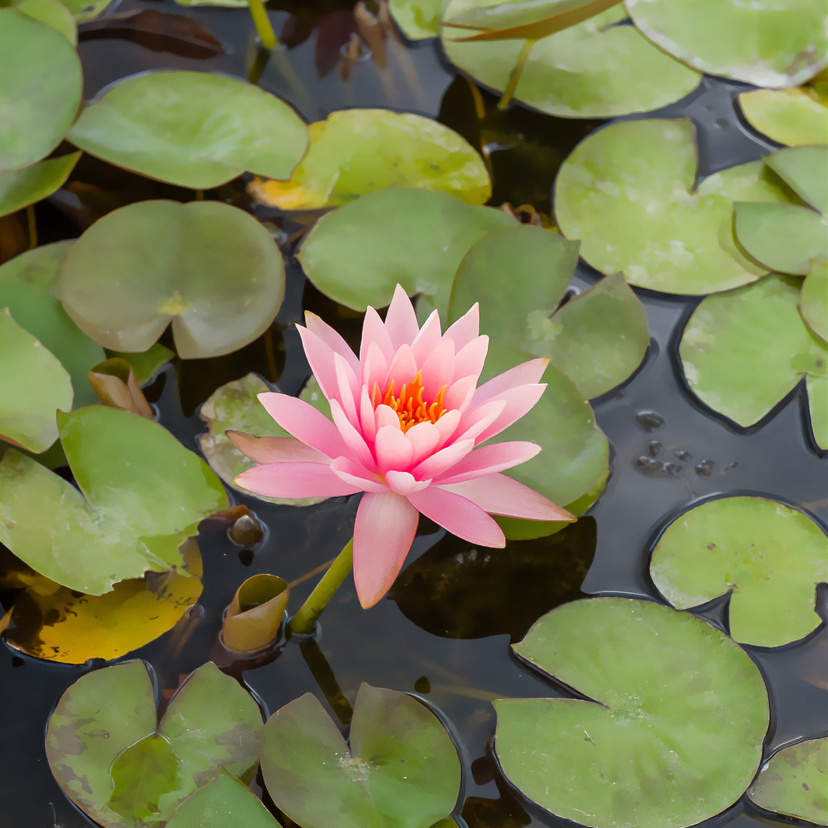 Seerose ‘Colorado’ - Bakker