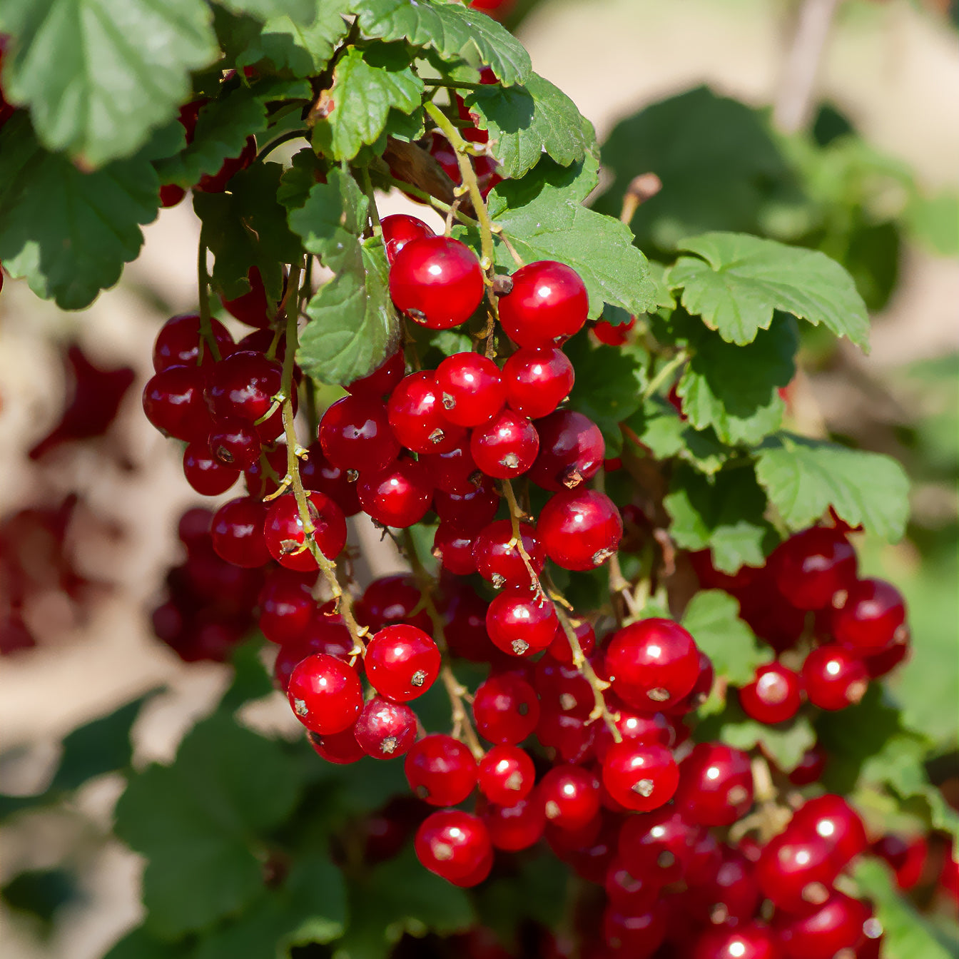 Rote Johannisbeere 'Junifer' (Johannisbeere) - Ribes rubrum Junifer - Bakker