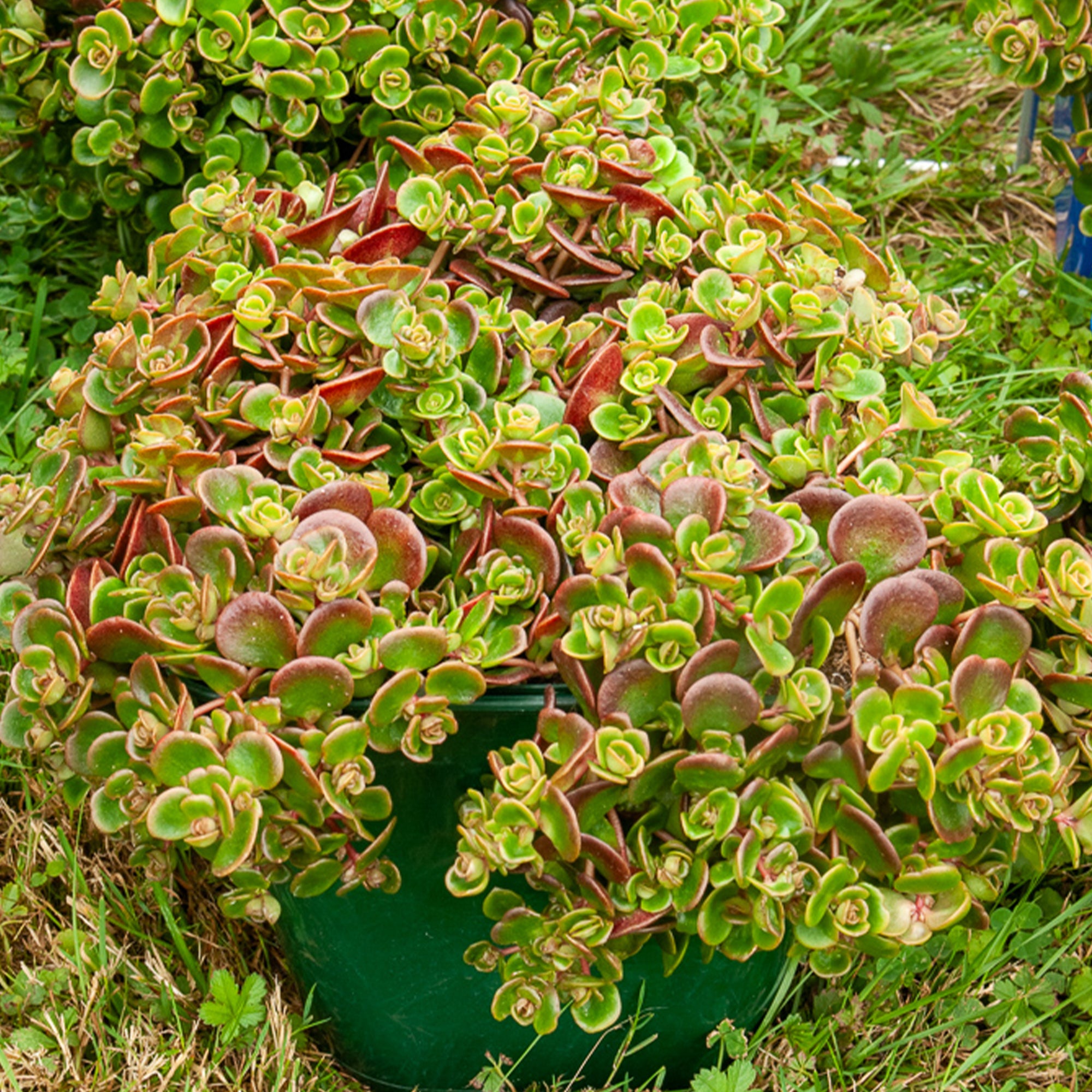 Teppich-Fetthenne ‚Coral Reef' - Sedum tetractinum Coral Reef