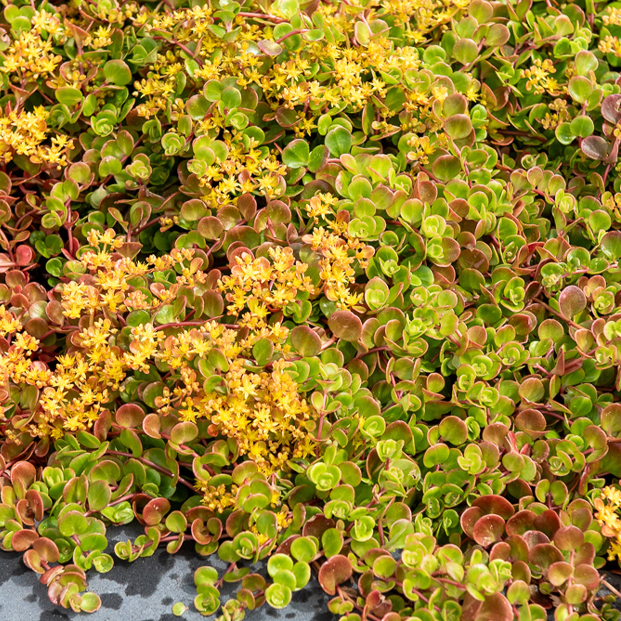 Teppich-Fetthenne Coral Reef' - Sedum tetractinum Coral Reef | Bakker.com
