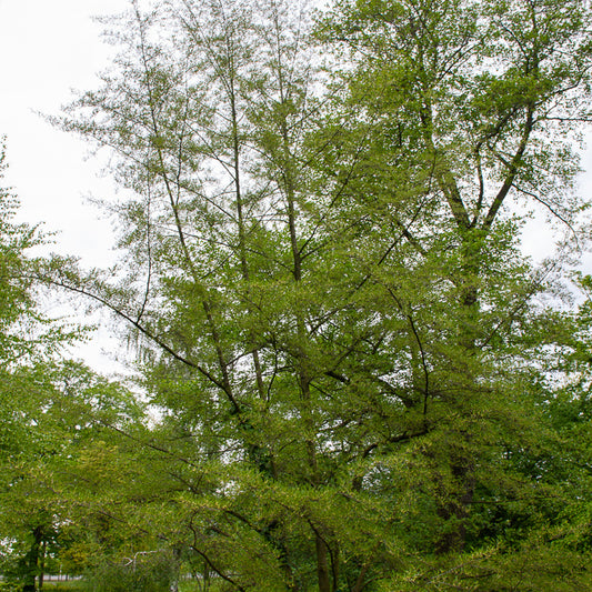 Kaisererle 'Imperialis' - Bakker