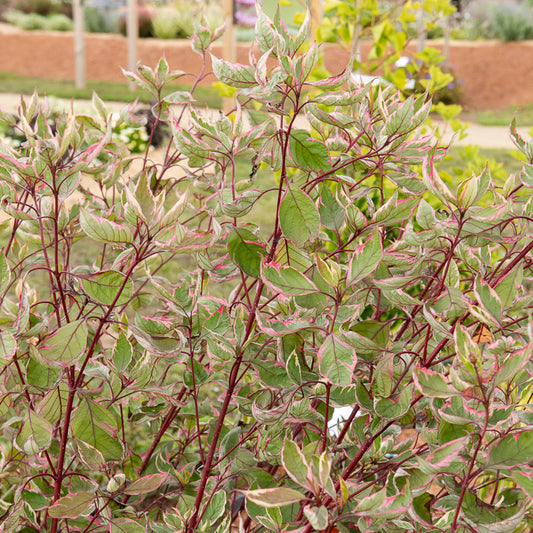 Weißer Hartriegel Miracle® - Bakker