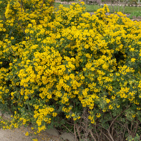 Blaugrüne Kronwicke - Bakker