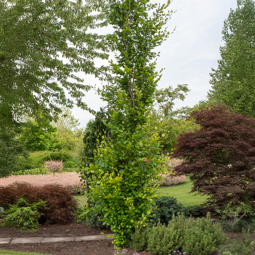 Säulenbuche 'Dawyck Gold' - Fagus sylvatica Dawyck Gold