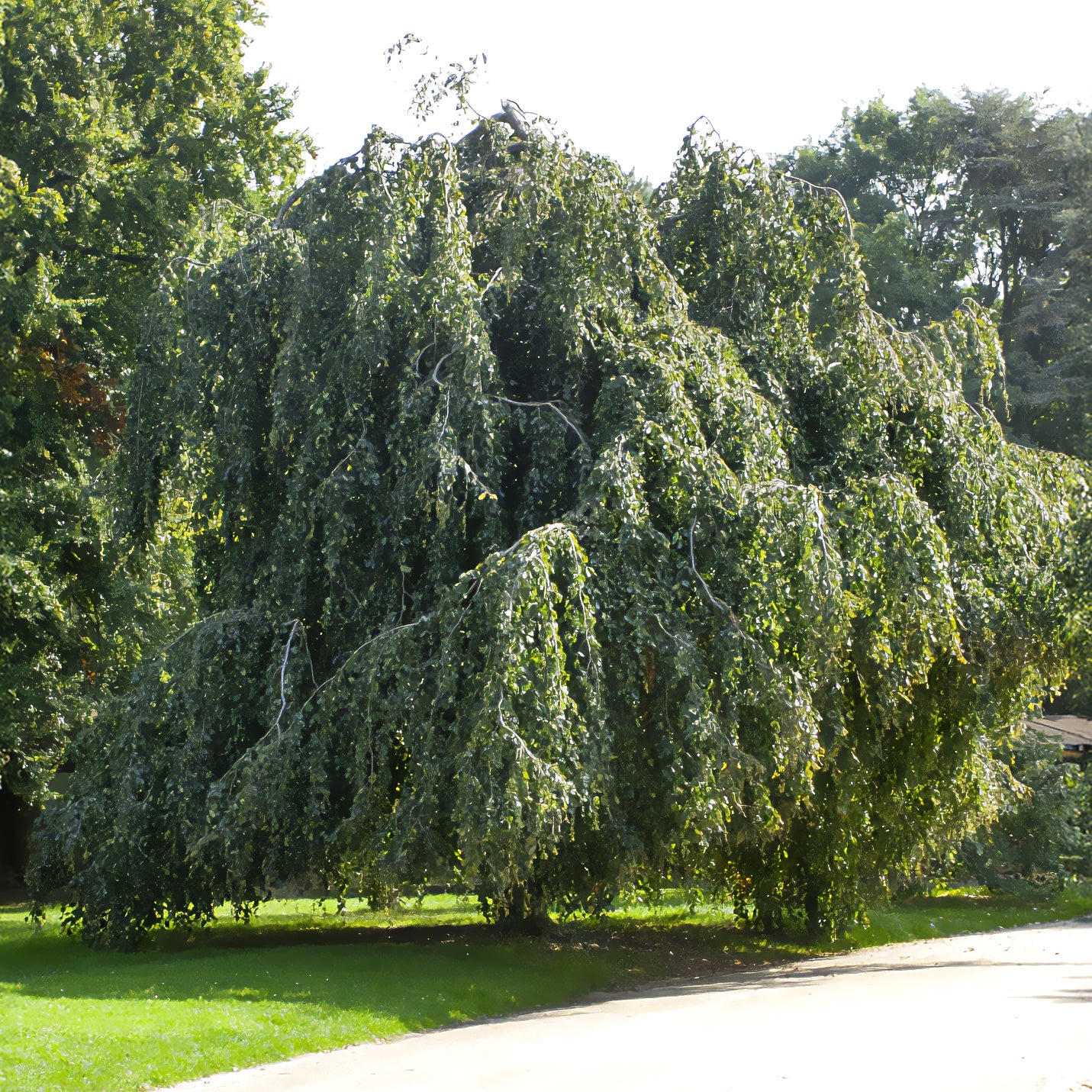 Hänge-Buche - Fagus sylvatica Pendula
