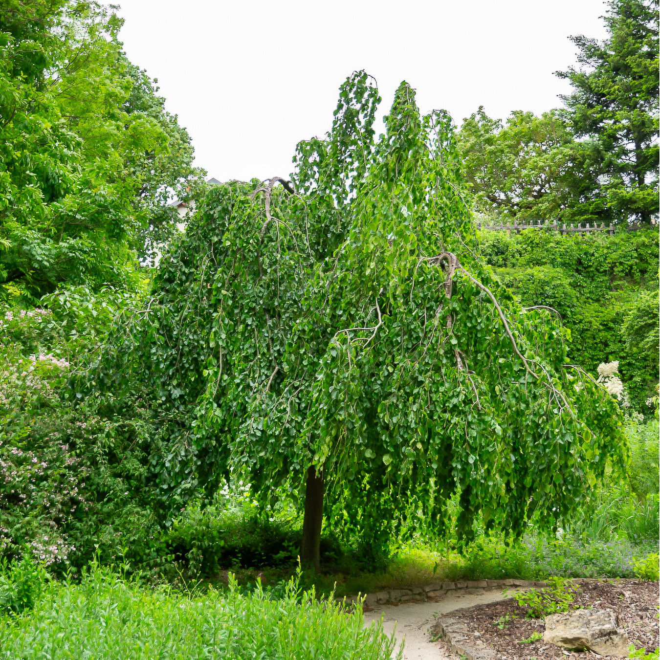 Hänge-Buche - Fagus sylvatica Pendula