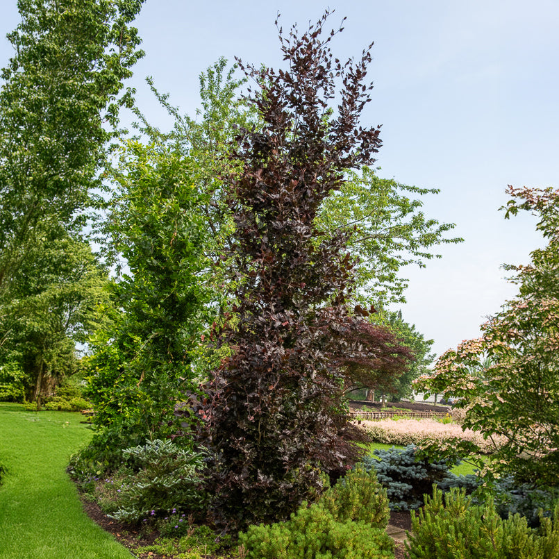 Säulenblutbuche Dawyck Purple - Fagus sylvatica Dawyck Purple