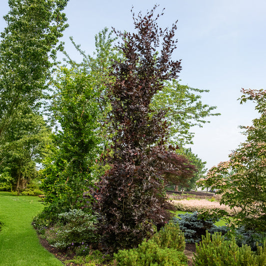 Säulenblutbuche Dawyck Purple - Bakker