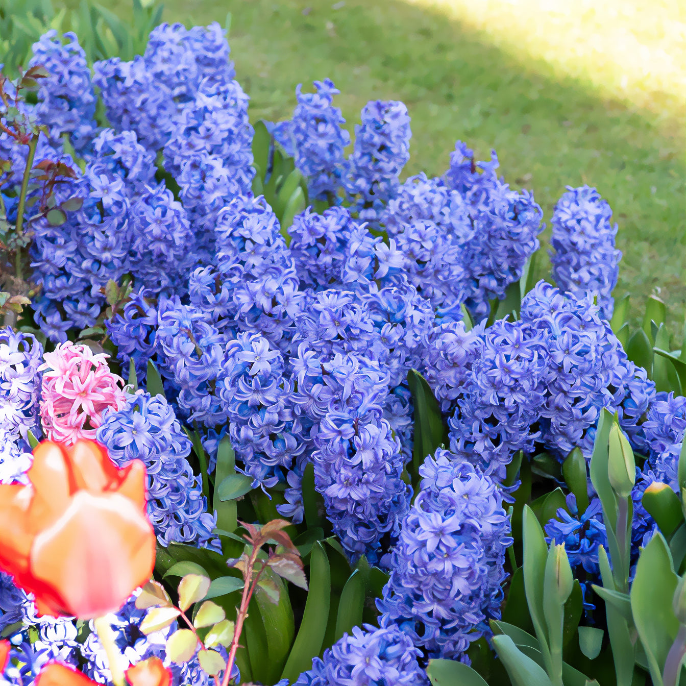 Hyazinth Delft Blue - Hyacinthus orientalis Delft Blue - Bakker