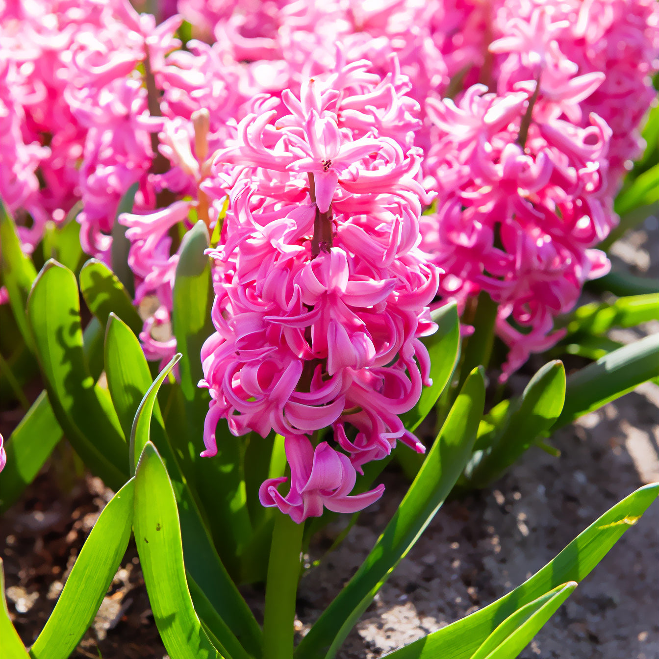 Hyazinthe Pink Pearl - Hyacinthus orientalis Pink Pearl - Bakker